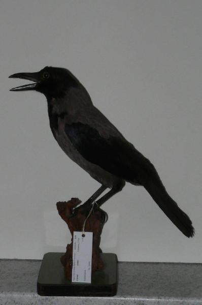 Corvus cornix