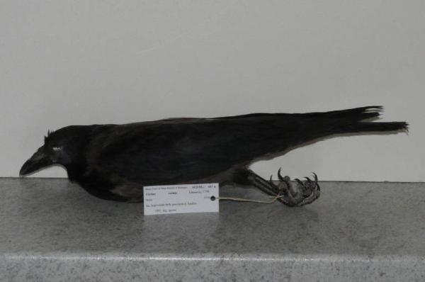 Corvus cornix