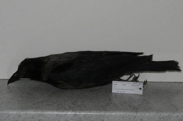 Corvus cornix