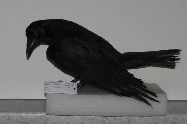 Corvus corone