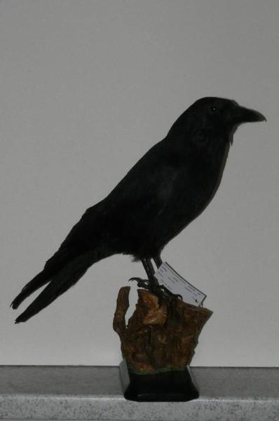 Corvus corone