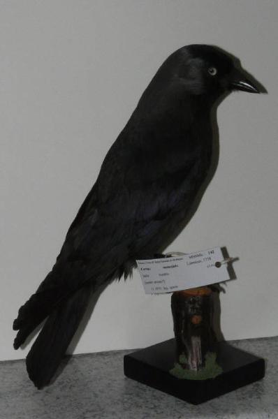 Corvus monedula