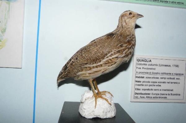 Coturnix coturnix