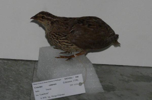 Coturnix coturnix