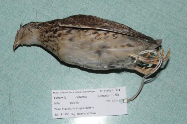 Coturnix coturnix