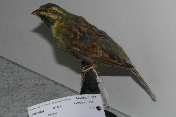 Emberiza cirlus