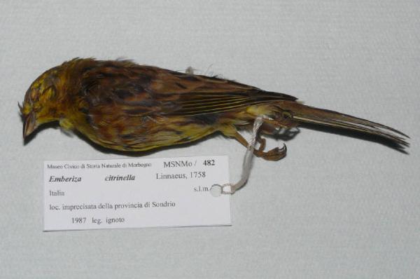 Emberiza citrinella