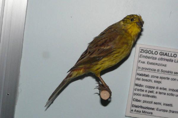 Emberiza citrinella