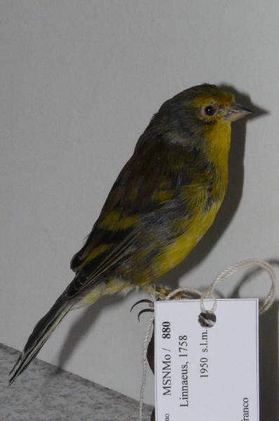 Carduelis citrinella