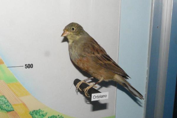 Emberiza hortulana