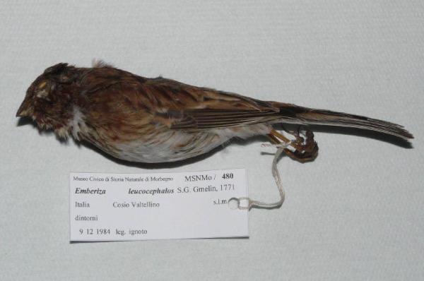 Emberiza leucocephalos