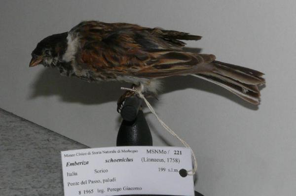 Emberiza schoeniclus