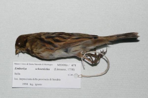 Emberiza schoeniclus