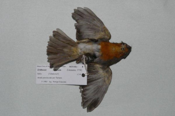 Erithacus rubecula