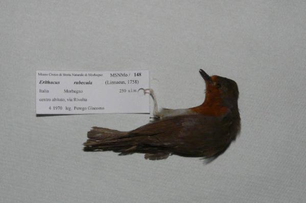 Erithacus rubecula