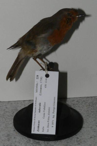 Erithacus rubecula