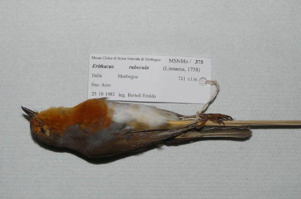 Erithacus rubecula