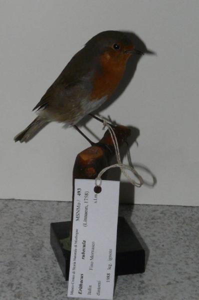 Erithacus rubecula