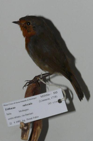 Erithacus rubecula