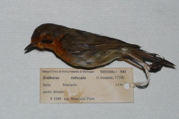 Erithacus rubecula