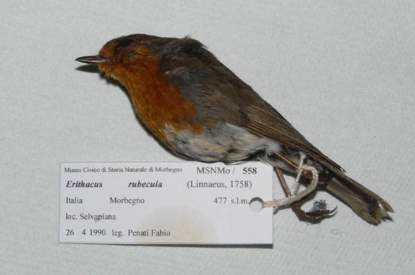 Erithacus rubecula