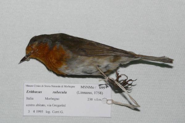 Erithacus rubecula