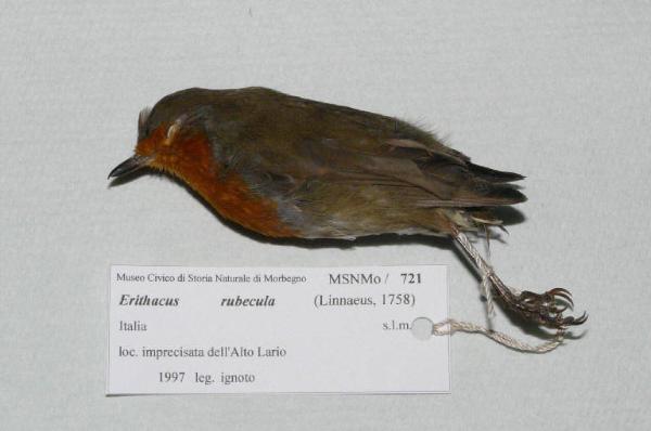 Erithacus rubecula