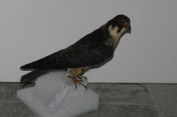 Falco subbuteo