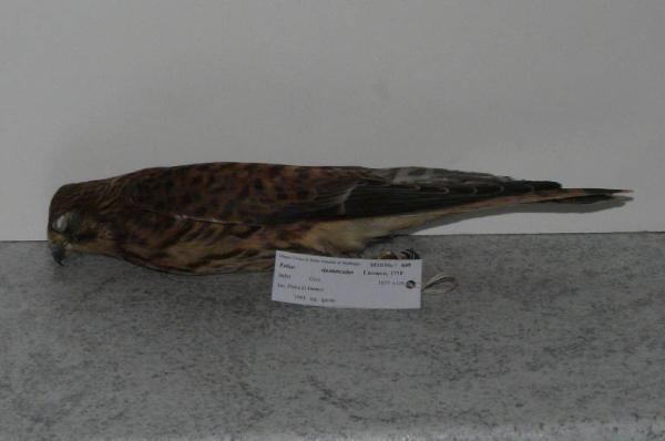 Falco tinnunculus