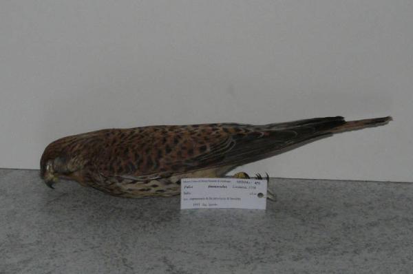 Falco tinnunculus