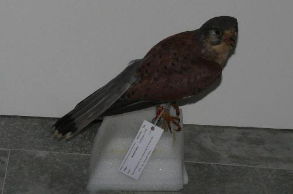 Falco tinnunculus