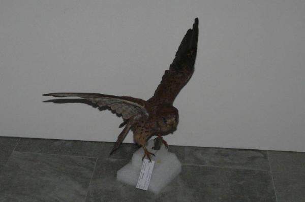 Falco tinnunculus