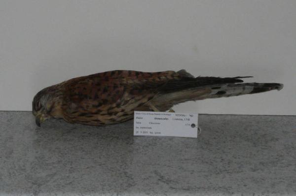 Falco tinnunculus