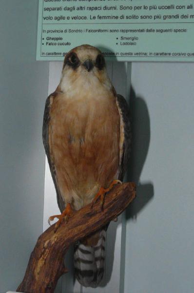 Falco vespertinus