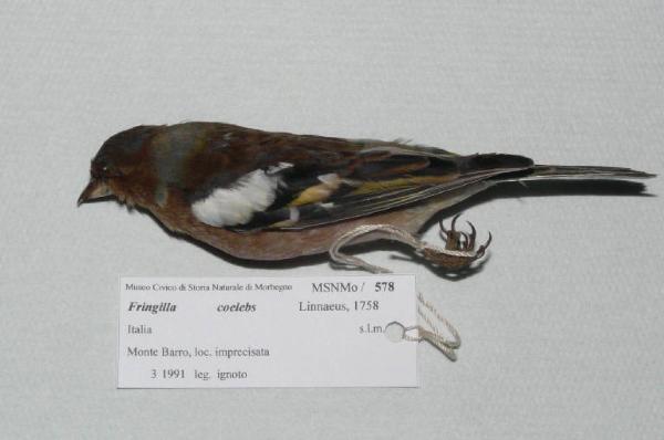 Fringilla coelebs