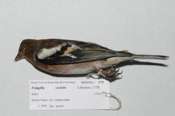 Fringilla coelebs