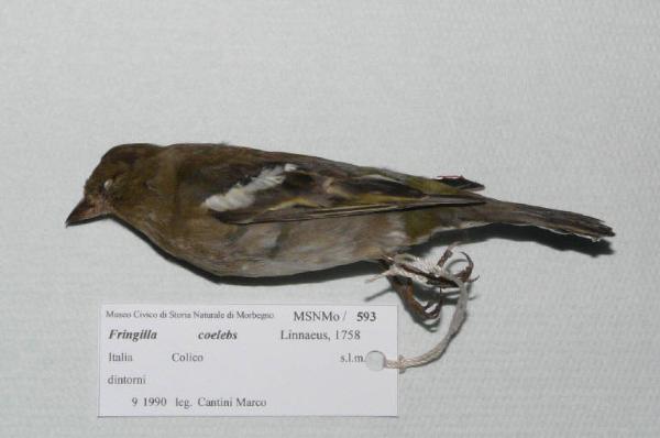 Fringilla coelebs