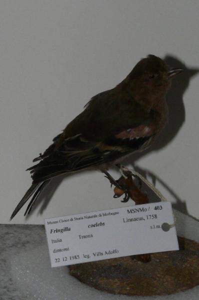 Fringilla coelebs