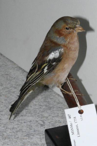 Fringilla coelebs