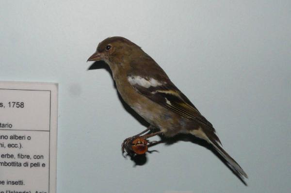 Fringilla coelebs