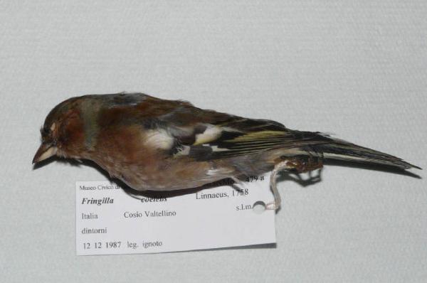 Fringilla coelebs