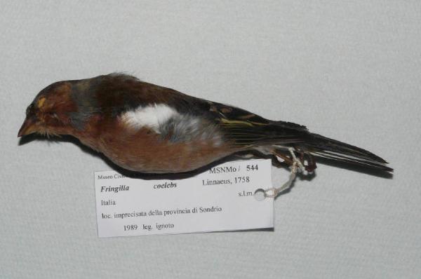 Fringilla coelebs