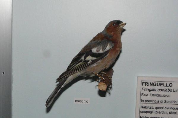 Fringilla coelebs