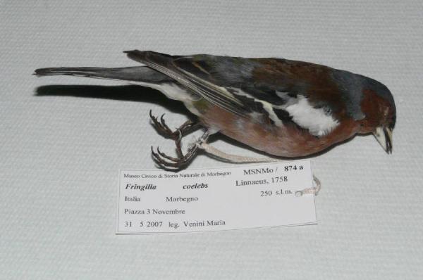 Fringilla coelebs