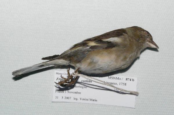 Fringilla coelebs