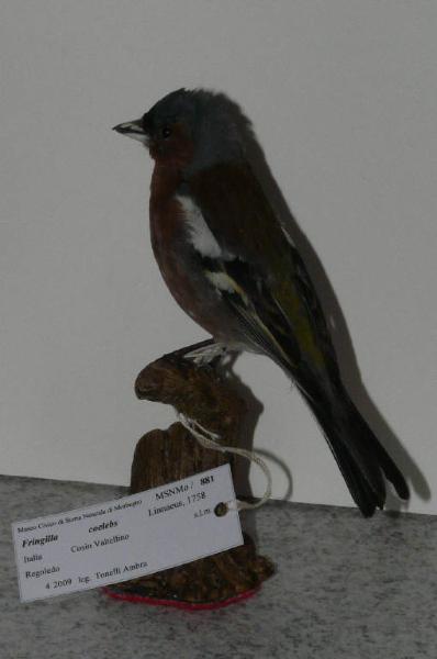 Fringilla coelebs