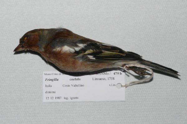 Fringilla coelebs