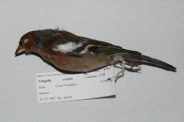 Fringilla coelebs