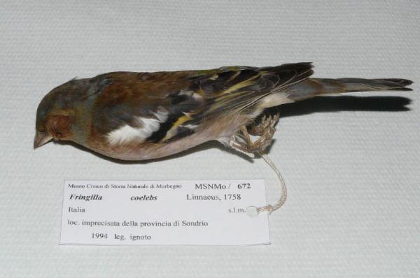 Fringilla coelebs