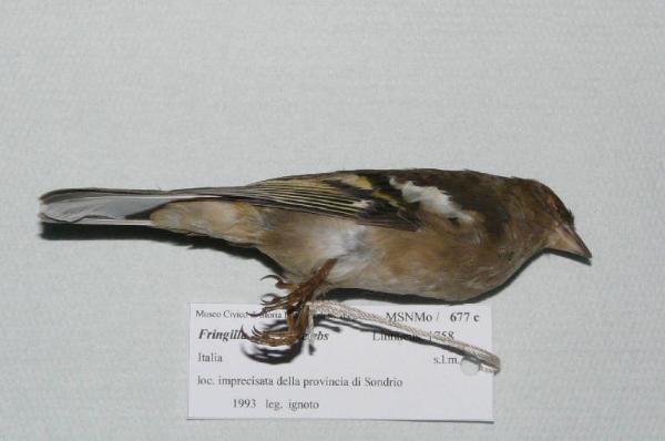 Fringilla coelebs